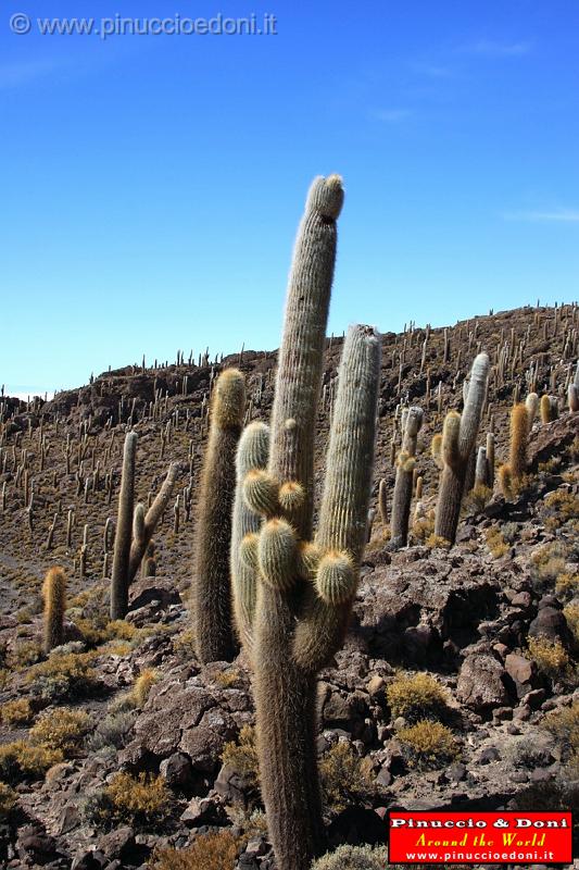 BOLIVIA 2 - Isla Incahuasi - 10.jpg